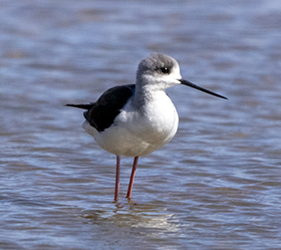 Black-winged Stilt