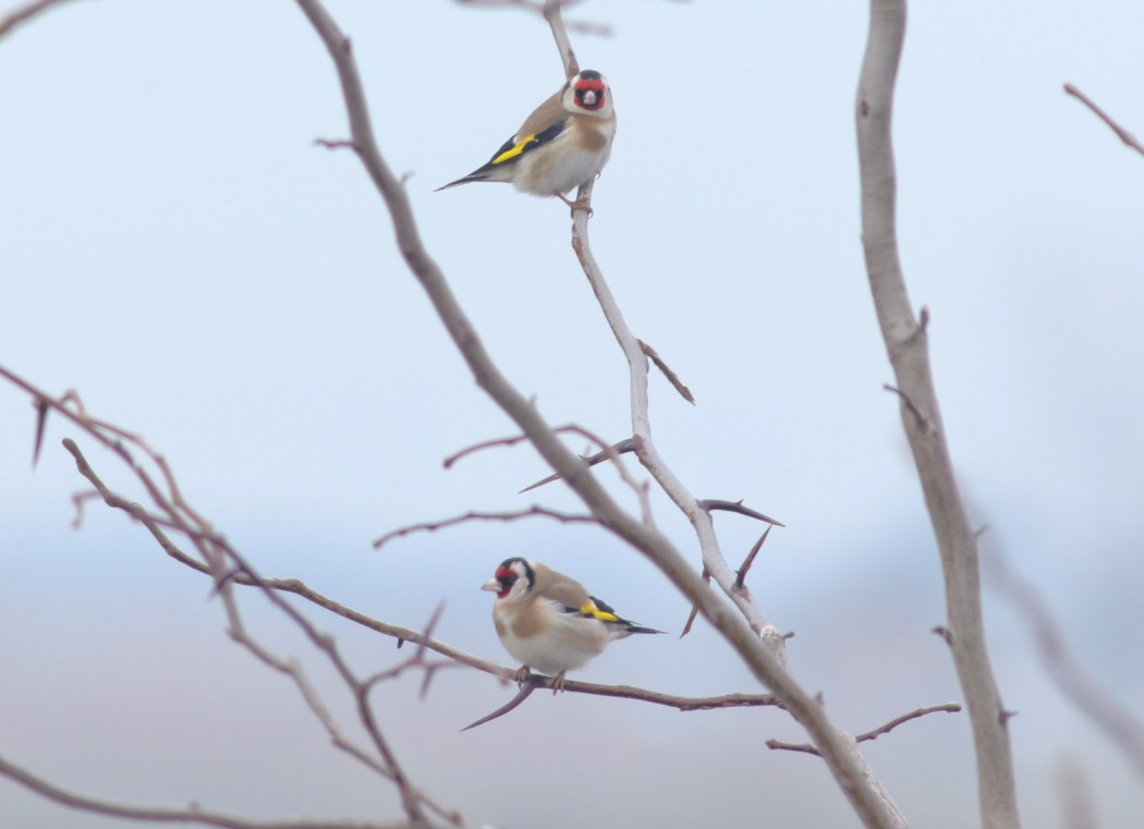 European Goldfinch