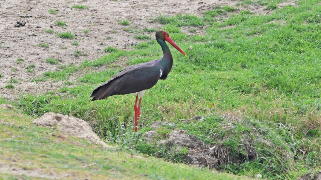 Black Stork