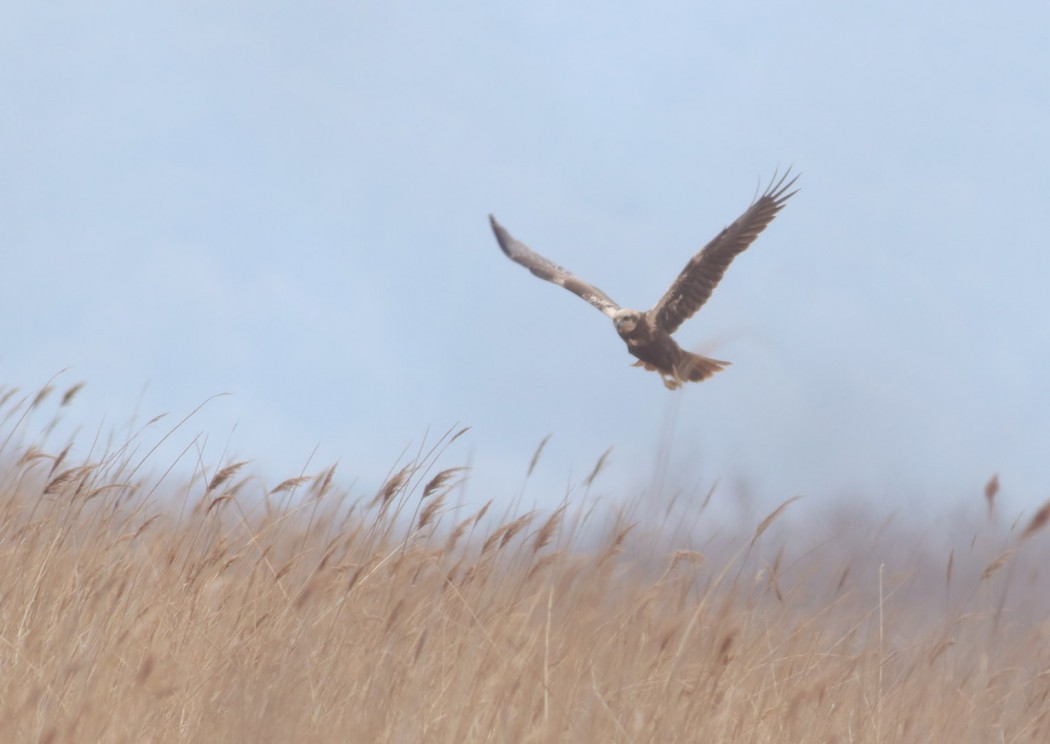 Western Marsh Harrier