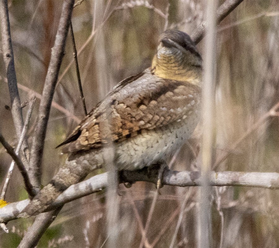 Eurasian Wryneck
