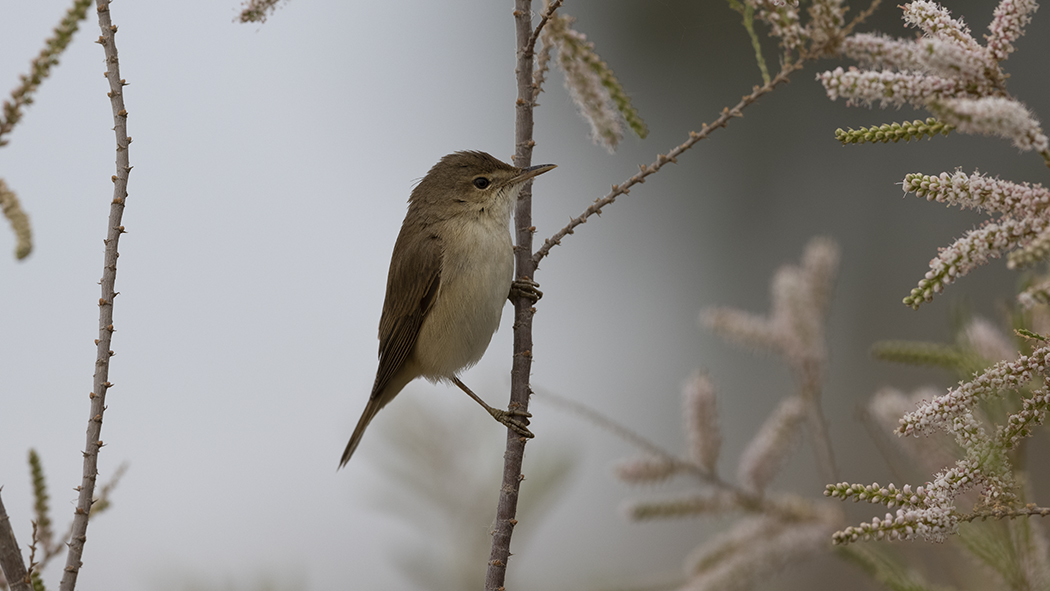 Common Reed Warbler