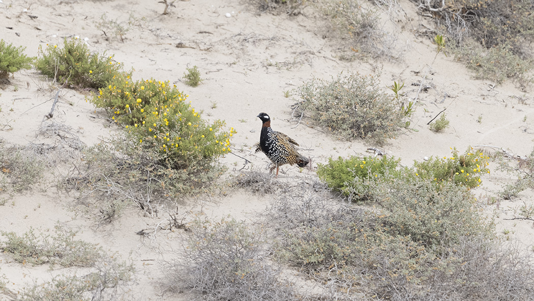Black Francolin