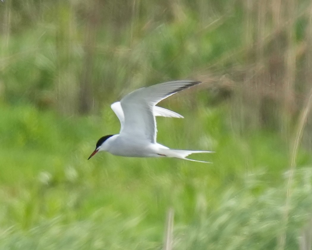 Common Tern