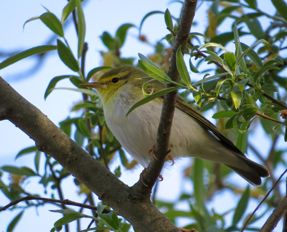 Wood Warbler