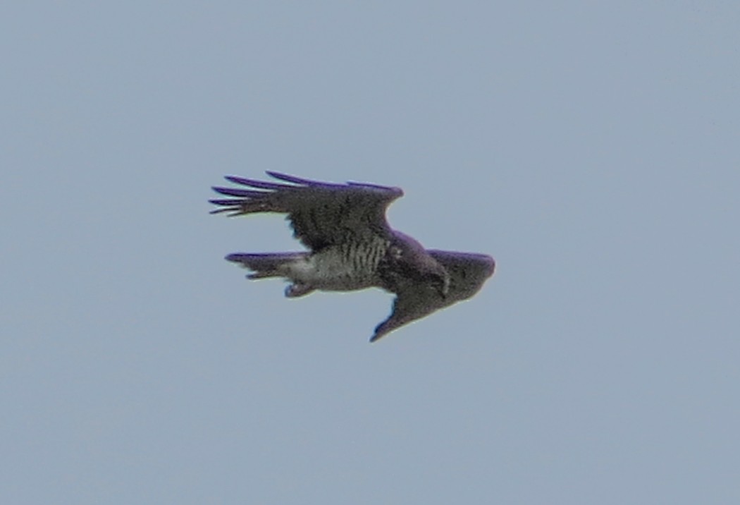 Short-toed Snake Eagle