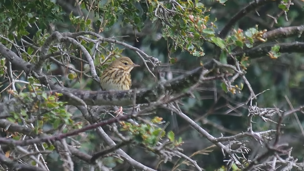 Tree Pipit
