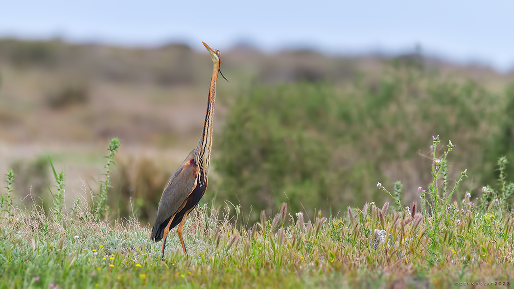 Purple Heron