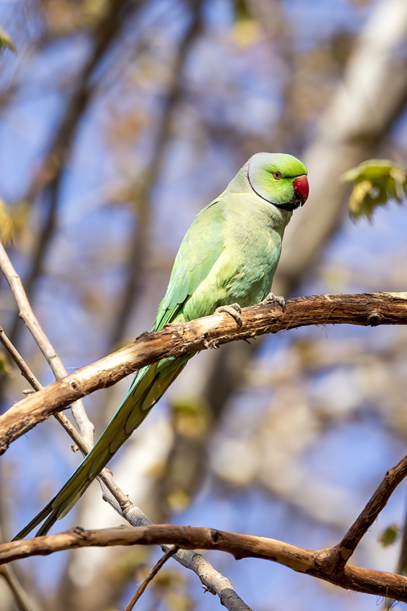Rose-ringed Parakeet