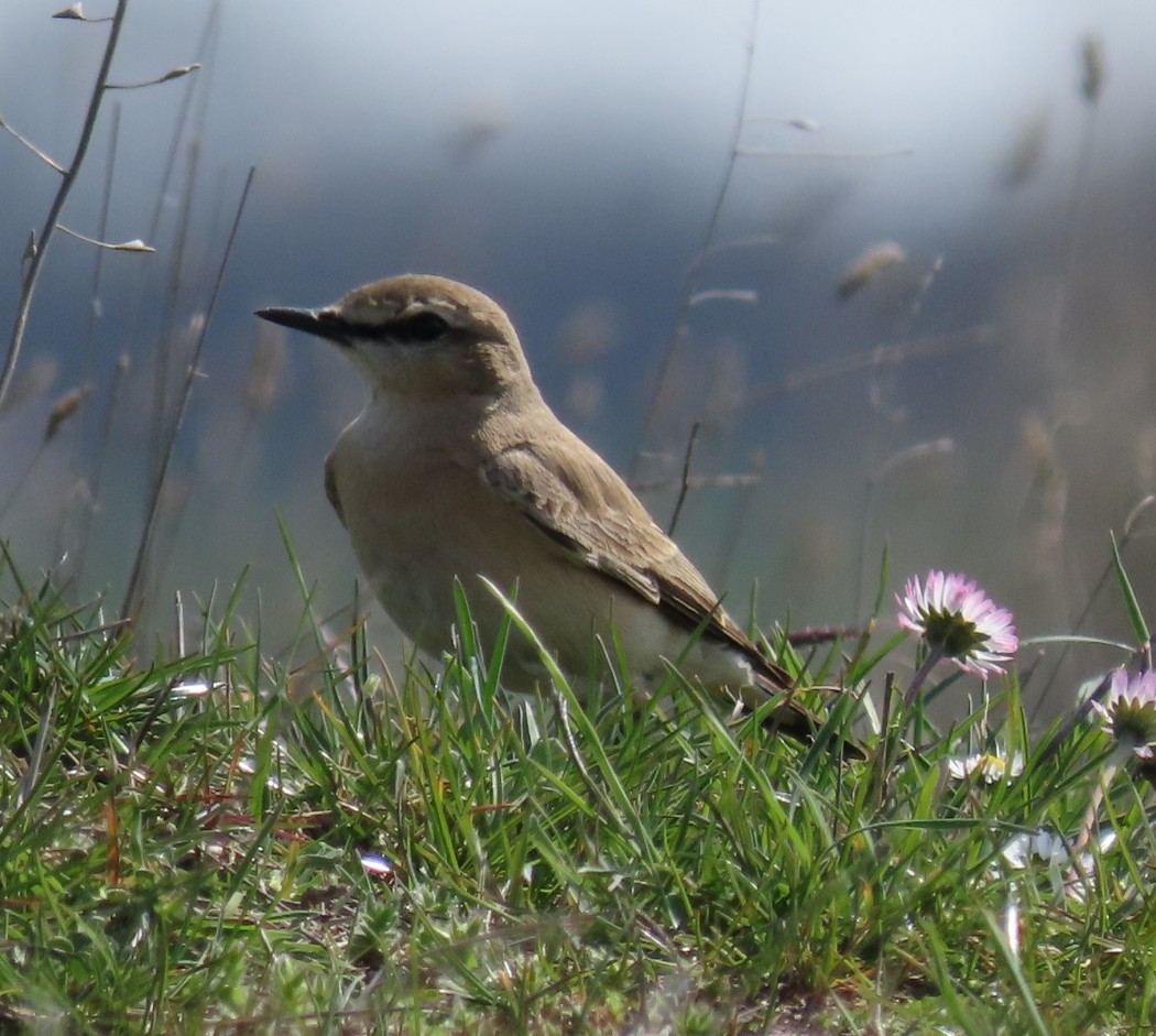 Isabelline Wheatear