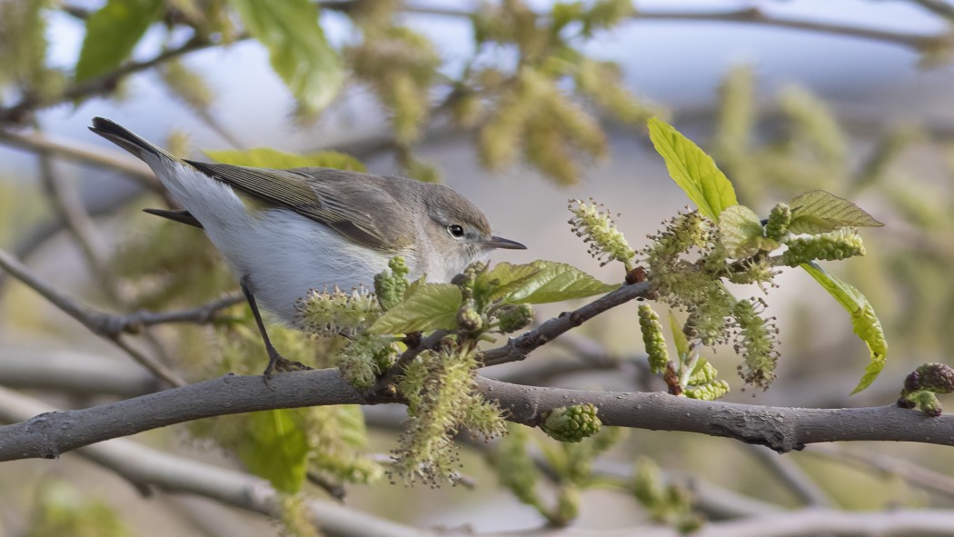 Eastern Bonelli`s Warbler