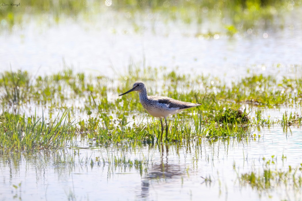 Common Greenshank
