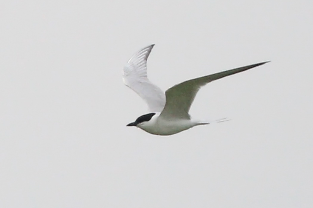 Gull-billed Tern