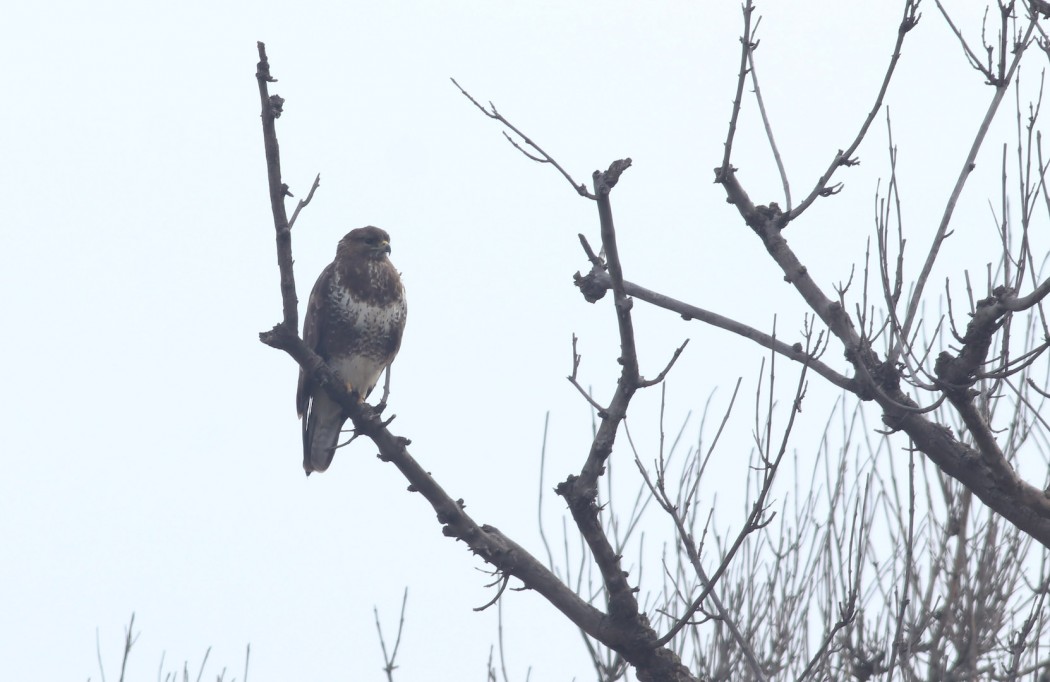 Common Buzzard