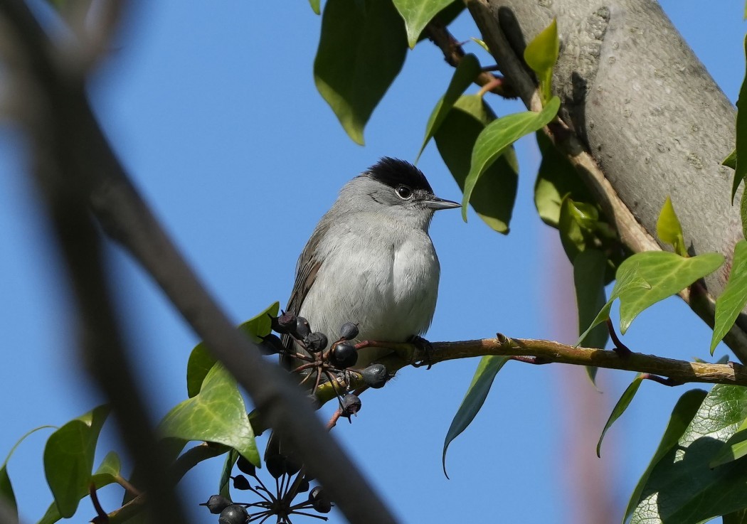 Eurasian Blackcap