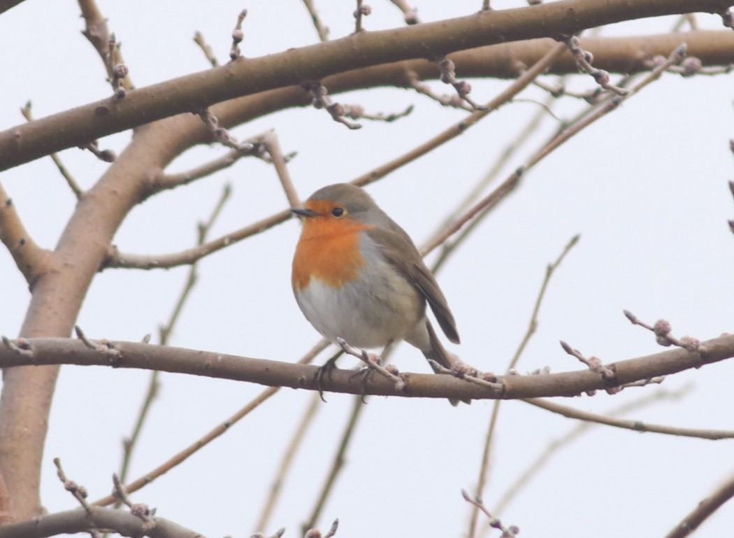 European Robin