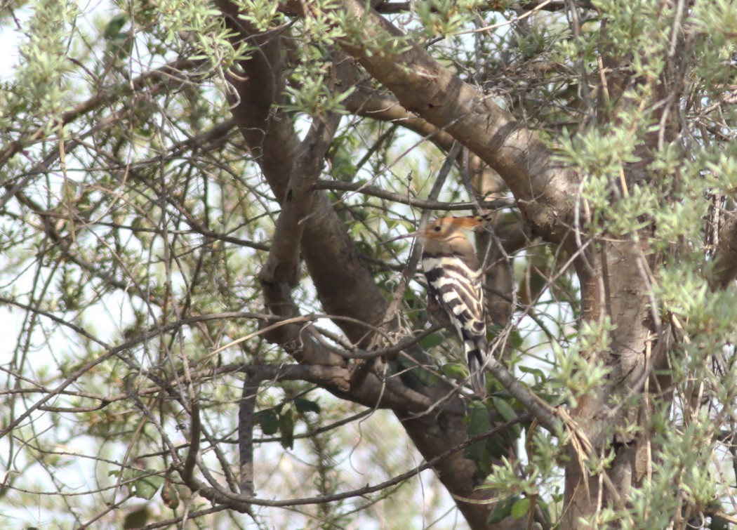 Common Hoopoe
