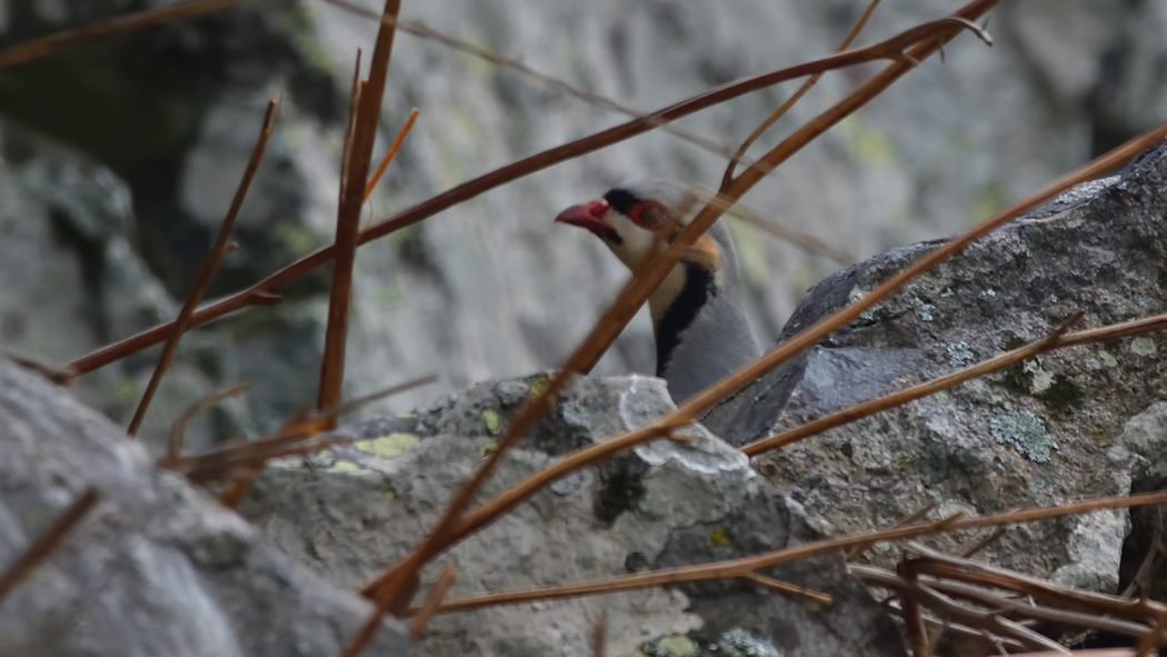 Chukar Partridge