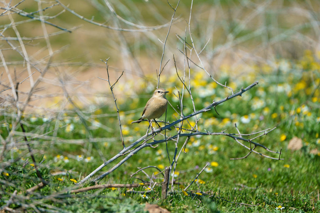 Isabelline Wheatear