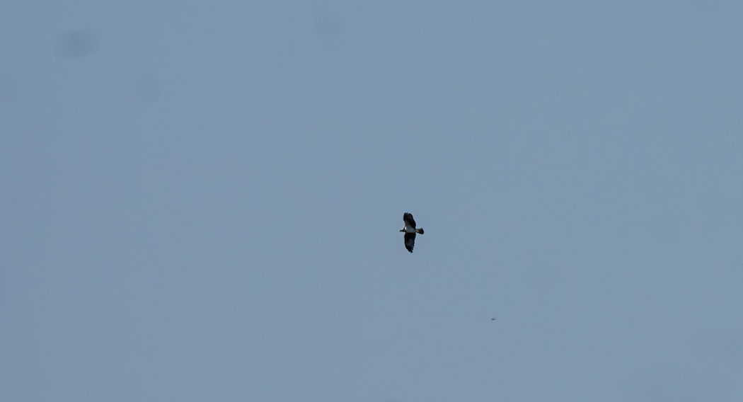 Osprey