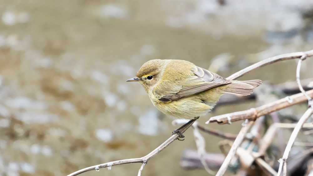 Common Chiffchaff