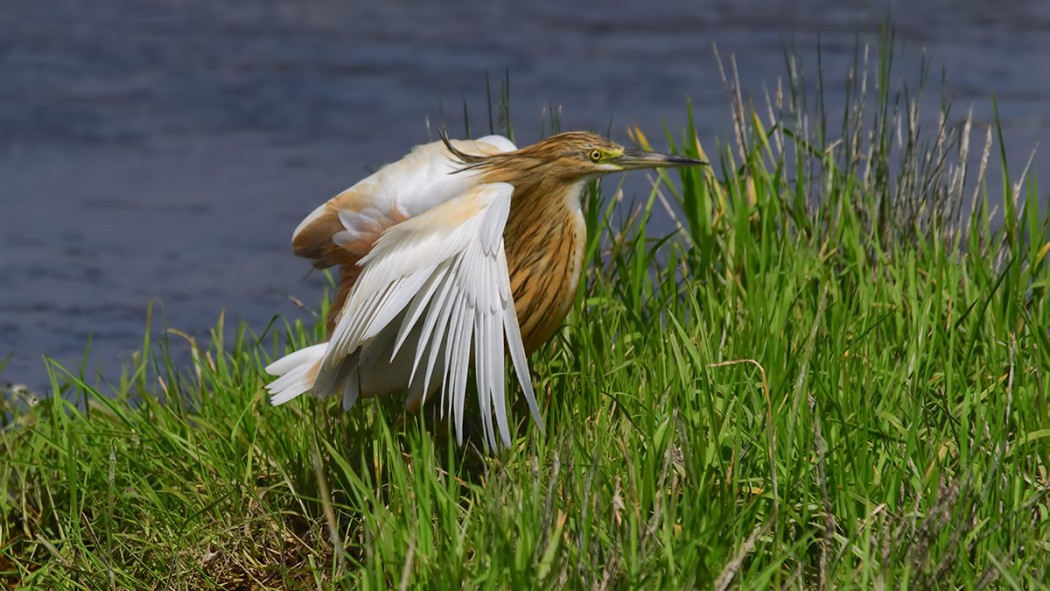 Squacco Heron