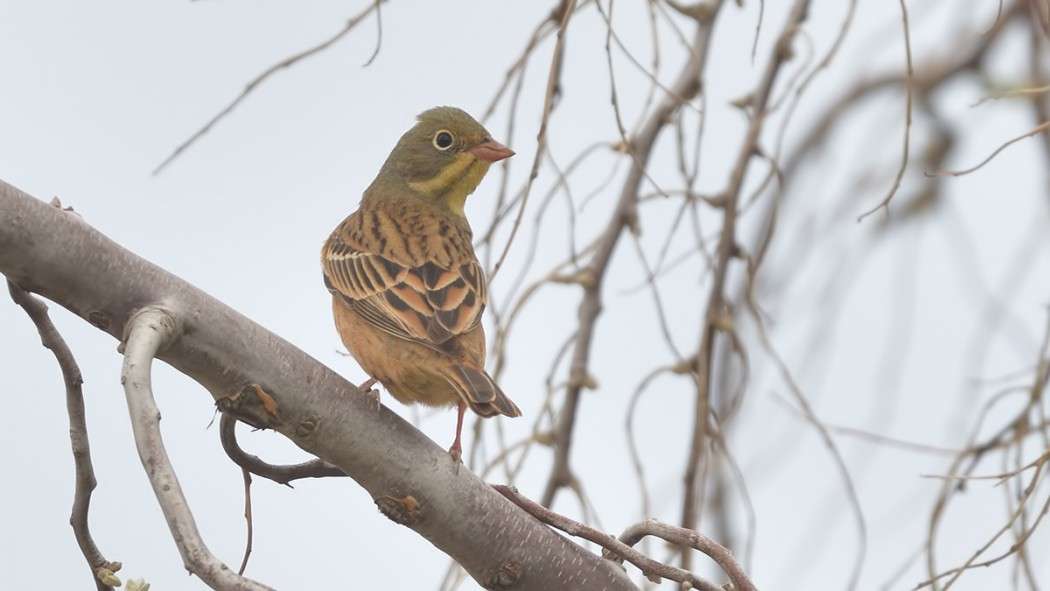 Ortolan Bunting