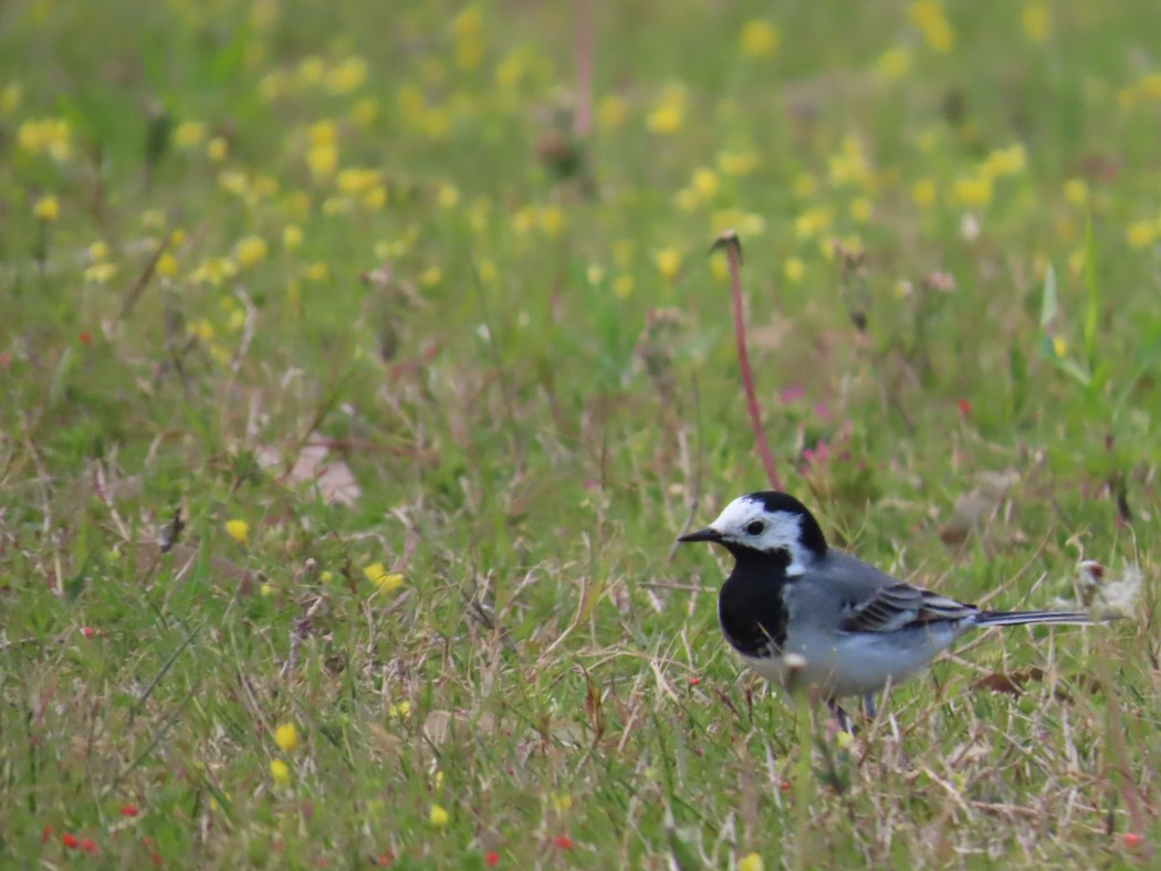 White Wagtail