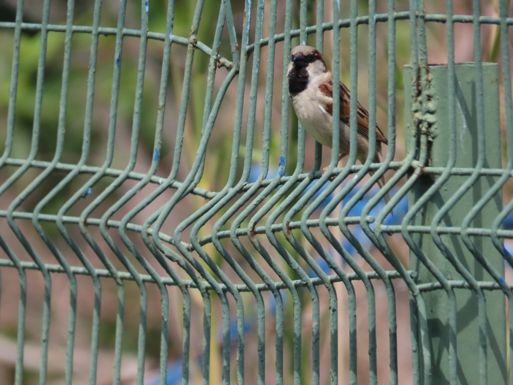 House Sparrow