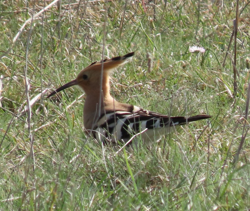 Common Hoopoe