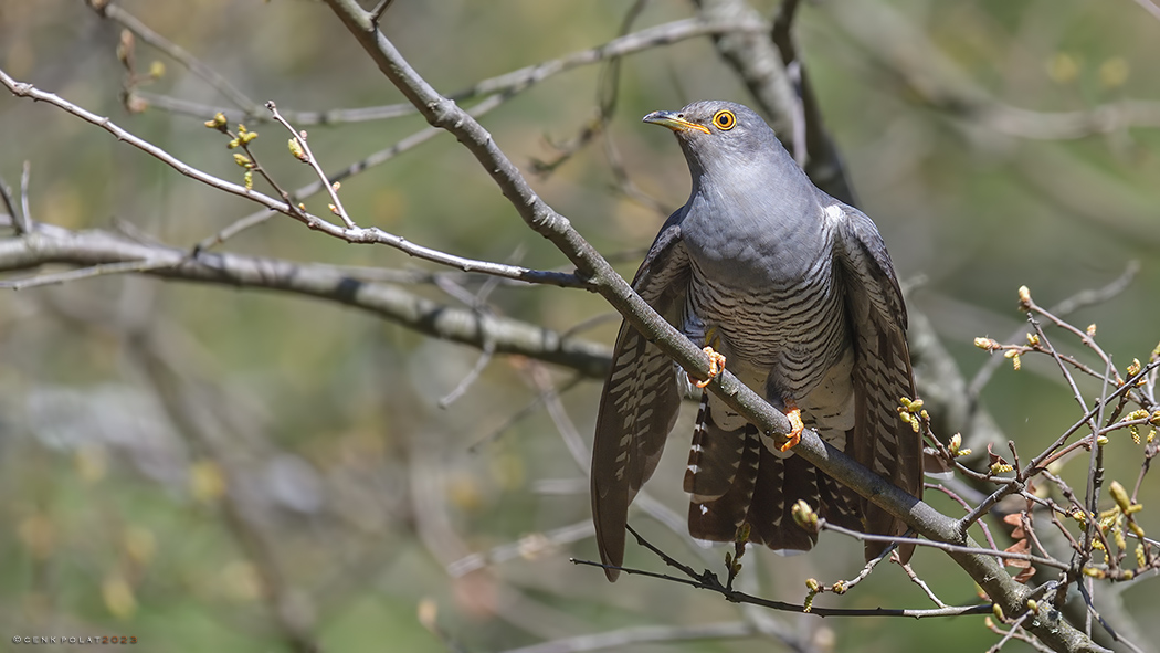 Common Cuckoo