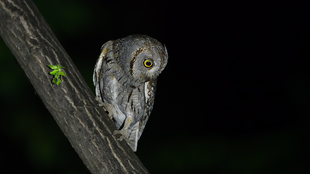 Eurasian Scops Owl