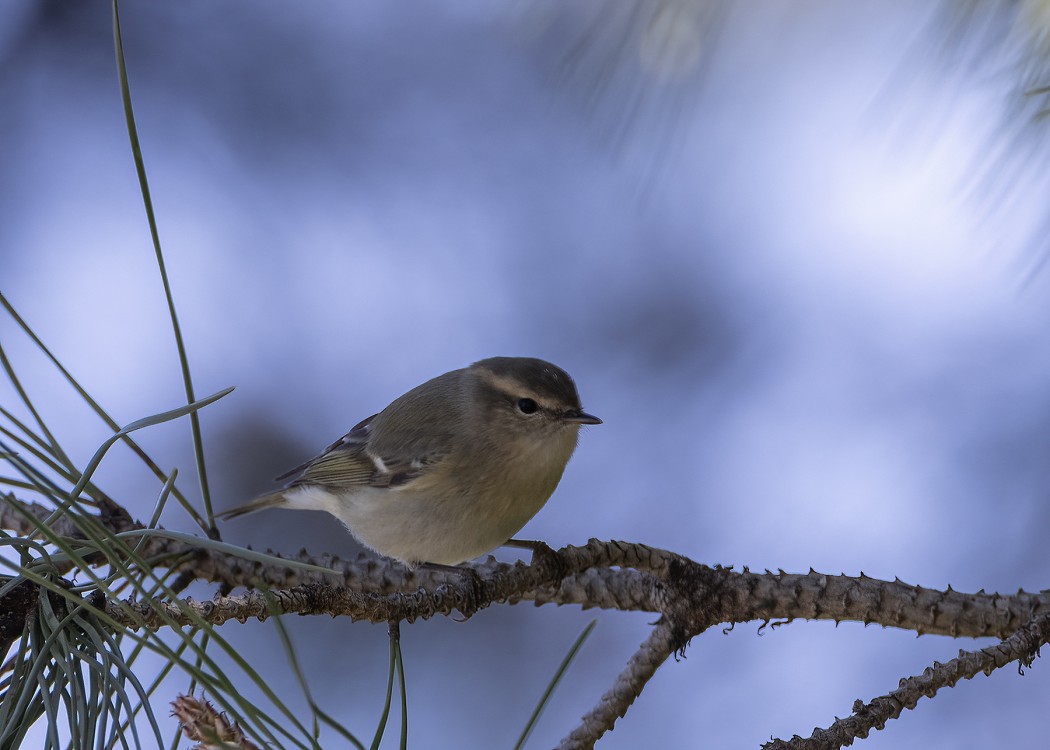 Hume`s Leaf Warbler