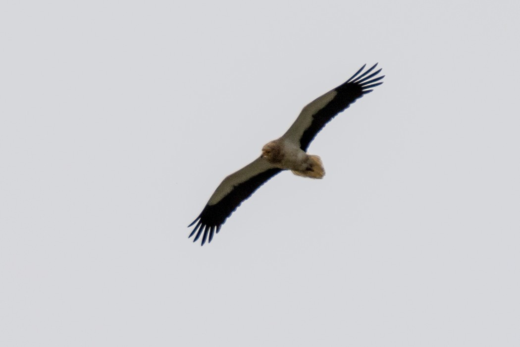 Egyptian Vulture