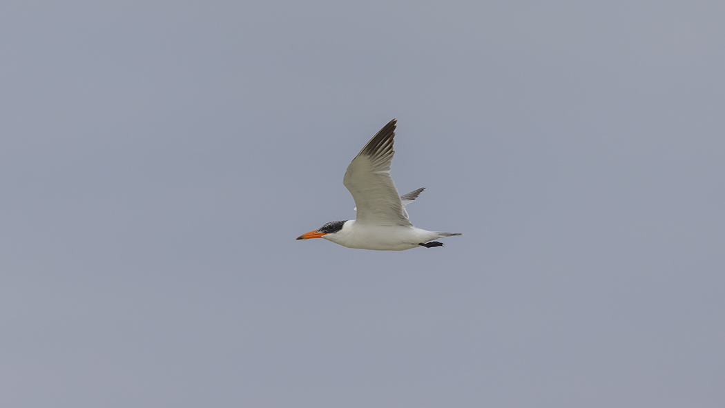 Caspian Tern