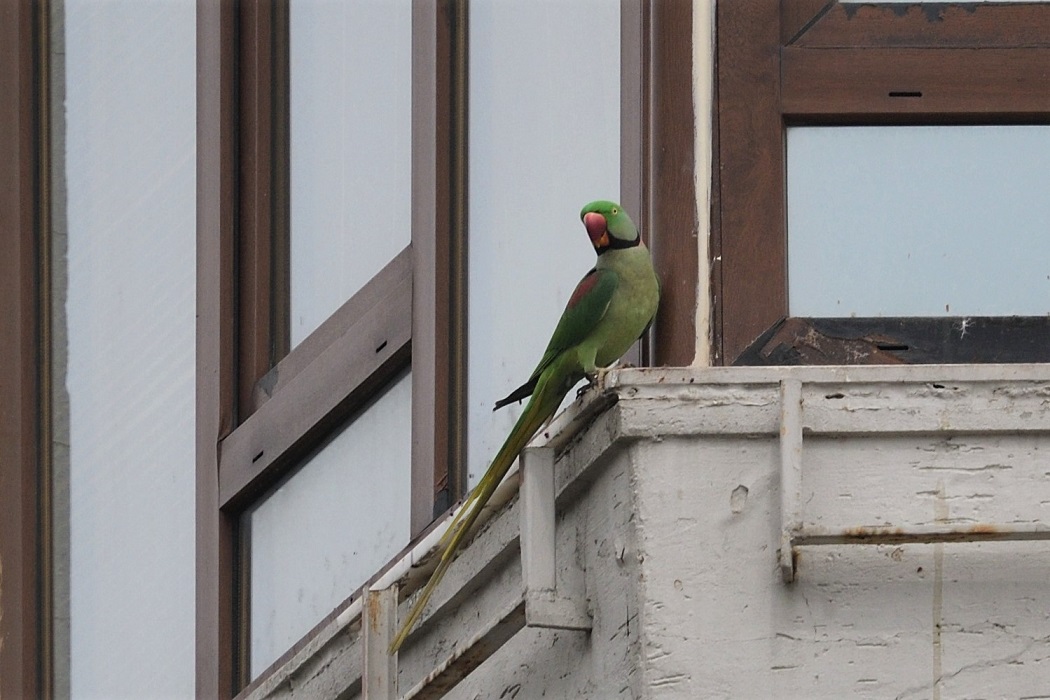 Alexandrine Parakeet