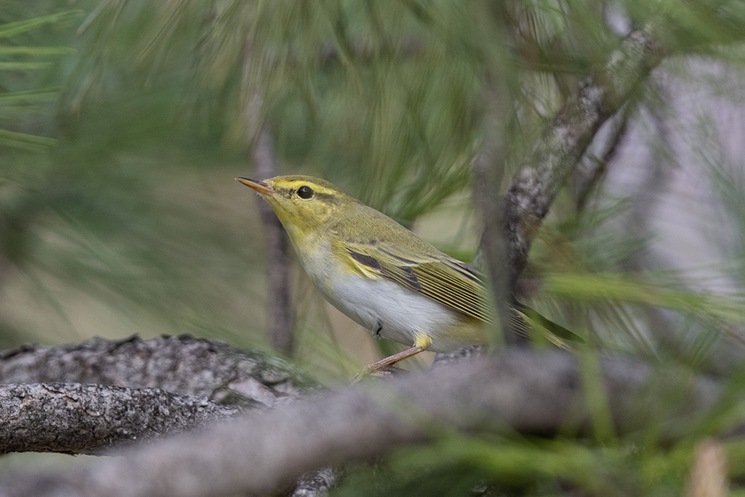 Wood Warbler