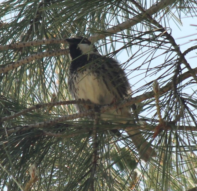 Spanish Sparrow