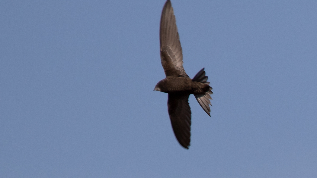 Common Swift