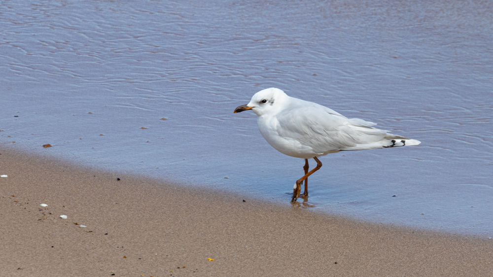 Mediterranean Gull