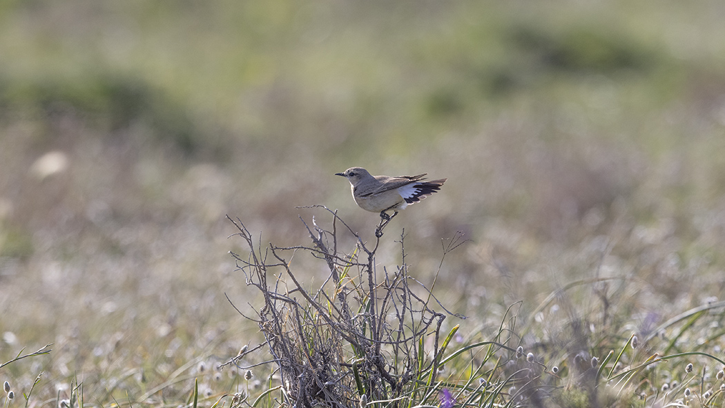 Isabelline Wheatear