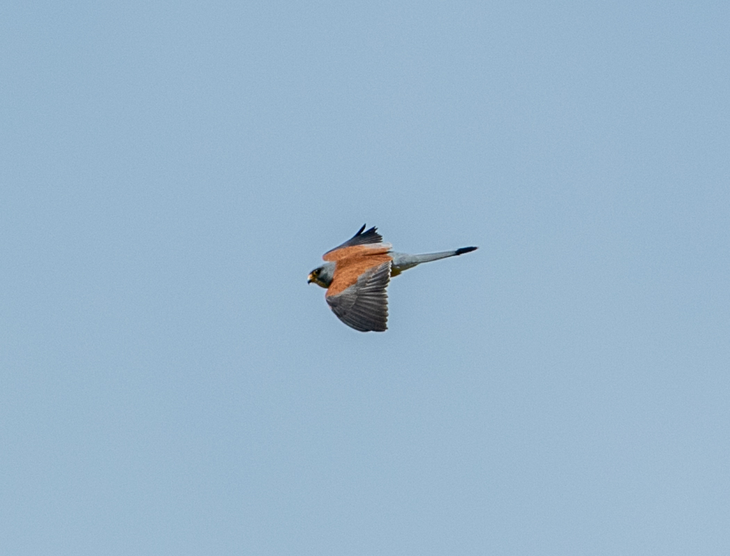 Lesser Kestrel