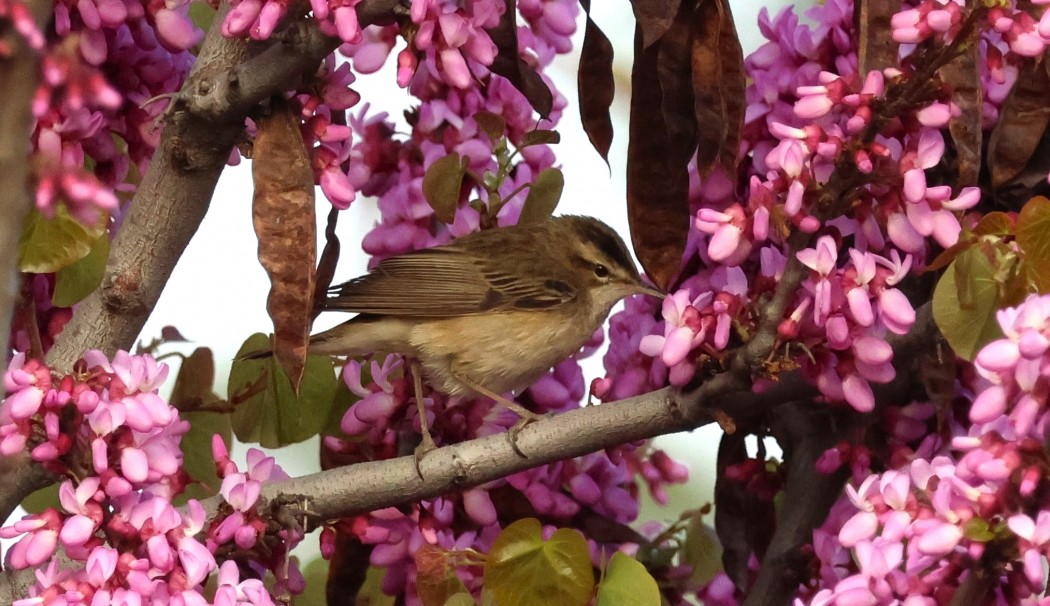 Sedge Warbler