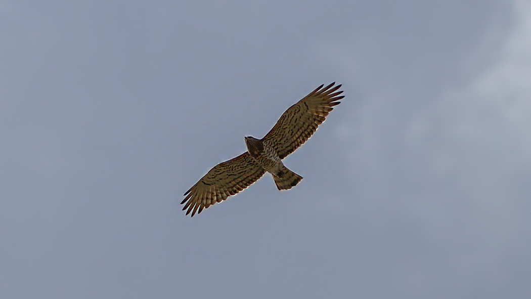Short-toed Snake Eagle