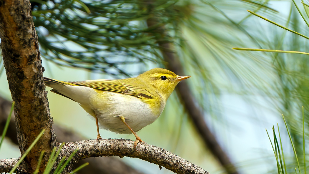 Wood Warbler