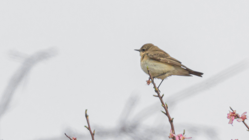 Desert Wheatear