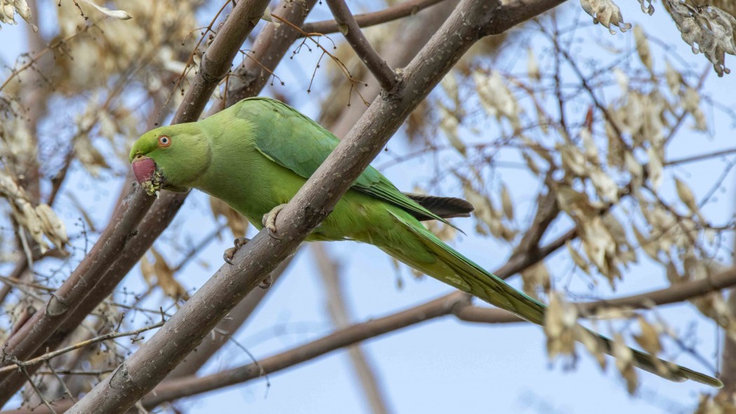 Rose-ringed Parakeet