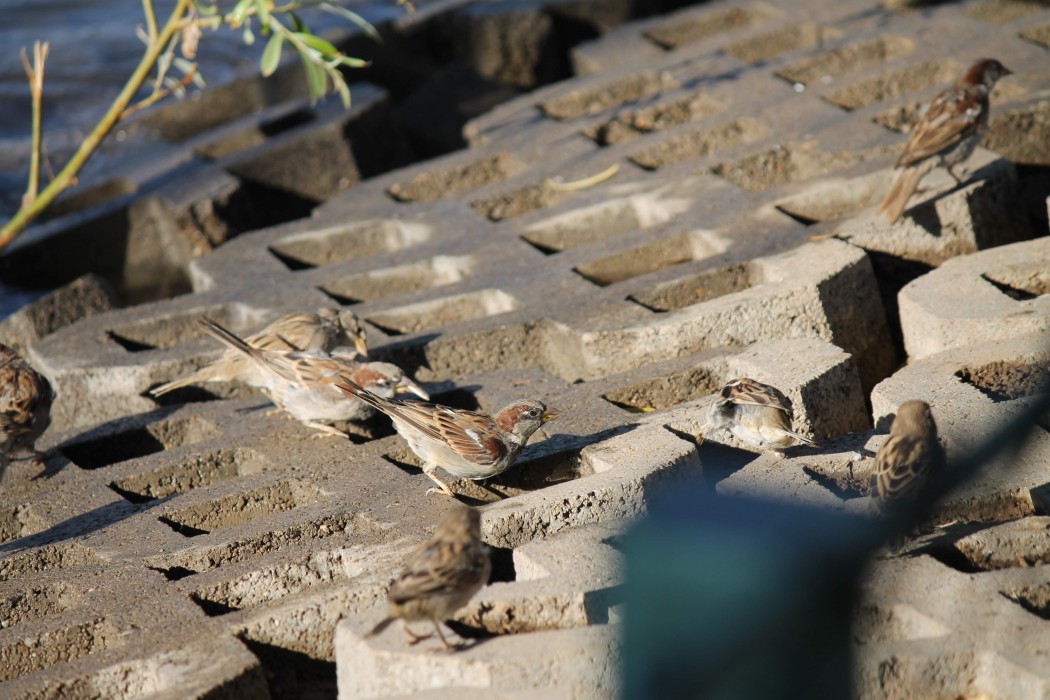 House Sparrow