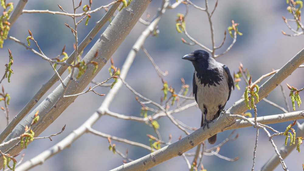Hooded Crow