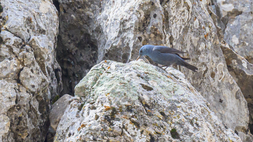Blue Rock Thrush